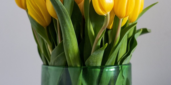 Come piantare i bulbi di tulipani