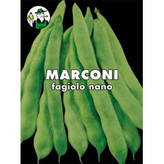 FAGIOLO MARCONI