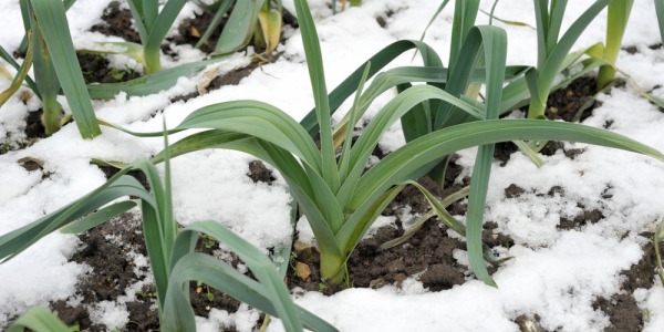 Ortaggi invernali: cosa piantare?