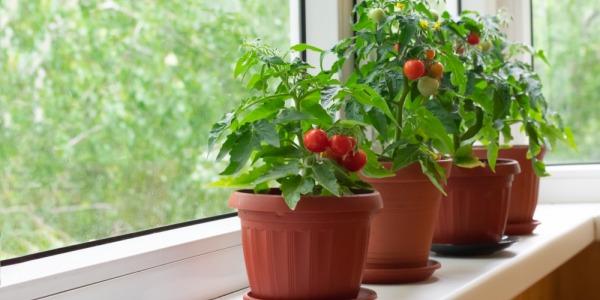 Tutto quello che devi sapere per coltivare pomodori in vaso o nel giardino di casa