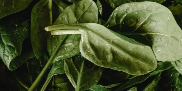 Semina spinaci: periodo, fase lunare e tipi di semi